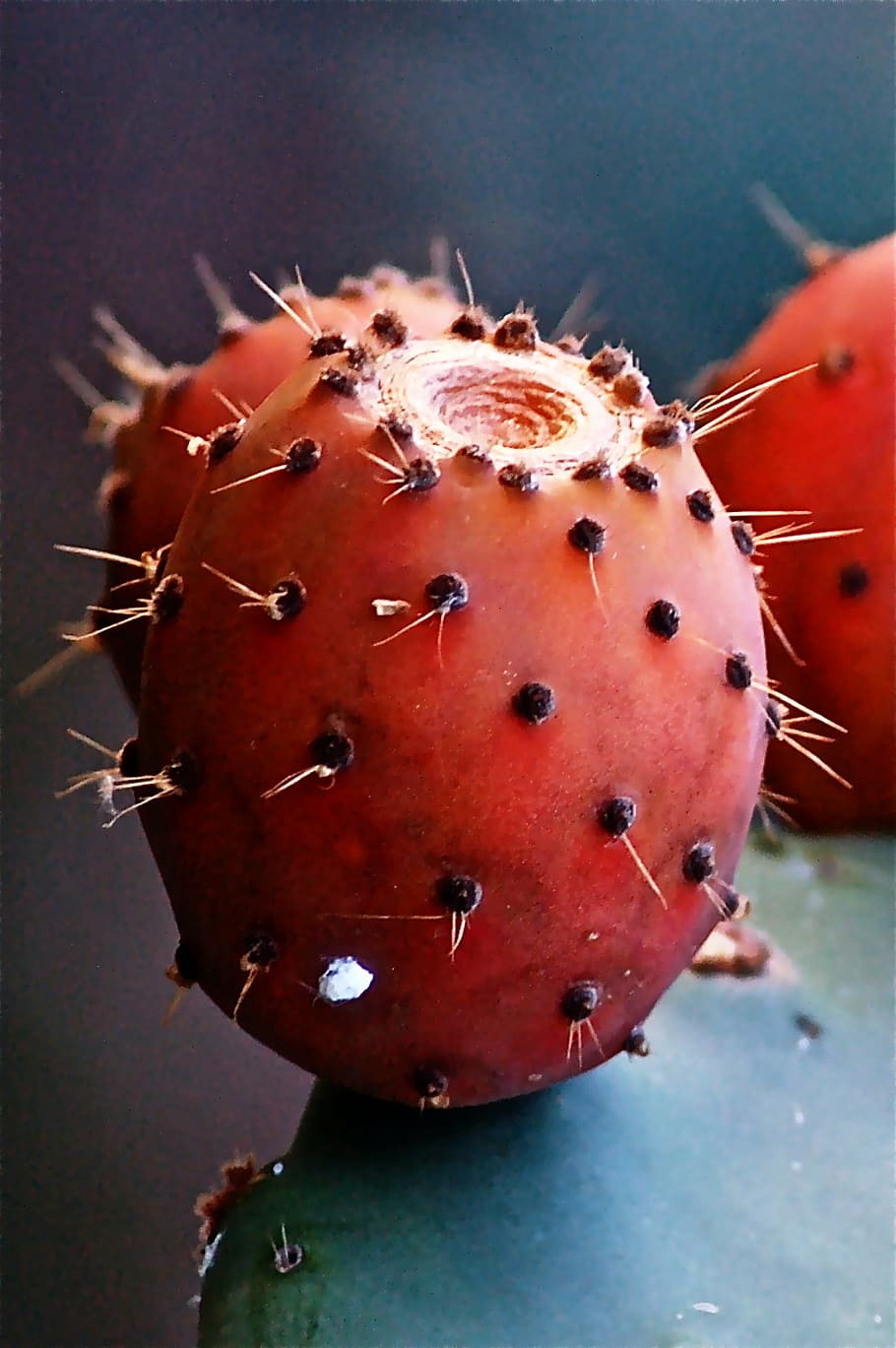 primer pla, foto, espinós, fruita de pera, fruita, cactus, cactus de figuera de moro, vegetals, naturalesa, menjar, alimentació saludable, menjar i beguda, centrar-se en primer pla, benestar, dia, vermell, frescor, cap gent, espigada, llavor, fruites de baies, a l'aire lliure, planta, fruita tropical, flor, 8K