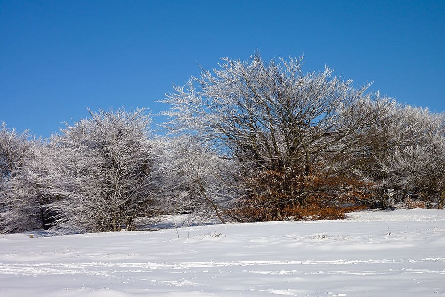 snow, snowfall, trees, white, sky, forest, trail, mountain, signs, winter, cold, solitude, cold temperature, blue, landscape, scenics - nature, beauty in nature, environment, plant, clear sky, land, tree, tranquil scene, nature, frozen, non-urban scene, white color, tranquility, coniferous tree, outdoors, no people, ice, woodland, pine tree, evergreen tree, 2K