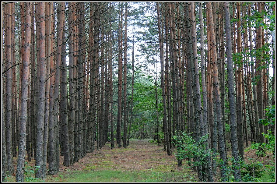 les, strom, Pohled, Příroda, listy, zelená, rostlina, lesní cesta, jaro, přistát, kufr, kmen stromu, krása v přírodě, klid, mimoměstské scény, růst, klidné scény, scenics - příroda, životní prostředí, krajina, den, nikdo, borovice, jehličnatého stromu, borové lesy, venku, bambus - rostlina, treelined, 4K