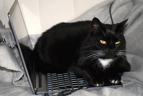 schwarz, Smoking Katze, lügen, Laptop-Computer, Katze, schwarze Katze, Arbeit, Computer, Schwarz und weiß, Schwarzweiss-Katze, Katzengesicht, Büro, Haustiere, Laptop, Tier, Hauskatze, süß, inländisch, katzenartig, Säugetier, Tierthemen, ein Tier, Wirbeltier, schwarze Farbe, Entspannung, drinnen, keine Leute, Nahansicht, Sitzung, Whisker, Porträt, Kamera betrachten, Tierauge, 4K, CC0, gemeinfrei, lizenzfrei