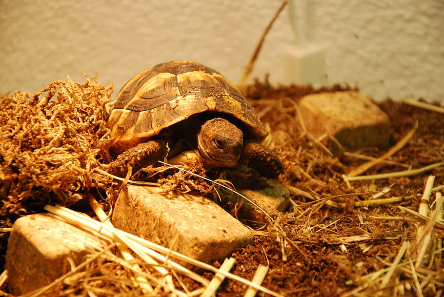 skildpadde, vand skabning, dyr, skildpadde skal, krybdyr, dyre temaer, dyr i naturen, et dyr, dyreliv, ingen mennesker, tæt på, selektiv fokusering, skal, hvirveldyr, dag, natur, jord, dyreskal, udendørs, padde, fokus på forgrunden, 4K