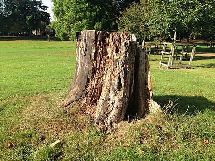 Stumpf, Kofferraum, Baum, Pflanze, Gras, Land, Feld, grüne Farbe, Natur, Tag, Ruhe, ruhige Szene, Wachstum, Sonnenlicht, keine Leute, draußen, Schönheit in der Natur, Umgebung, Landschaft, Park, Borke, Holz - Material, 2K, CC0, gemeinfrei, lizenzfrei