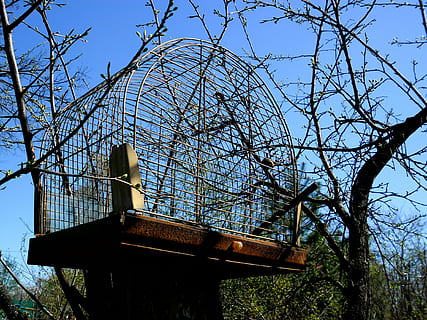 Käfig, Baum, Kirsche, ein leeres, Garten, Pflanze, Himmel, die Architektur, keine Leute, gebaute Struktur, Flachwinkelansicht, Natur, Ast, Tag, kahler Baum, klarer Himmel, Holz - Material, Wachstum, draußen, Gebäudehülle, Ruhe, Land, Baumstamm, Wald, 4K, CC0, gemeinfrei, lizenzfrei