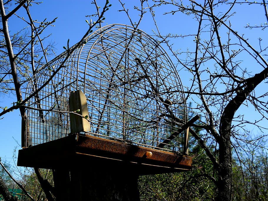 Käfig, Baum, Kirsche, ein leeres, Garten, Pflanze, Himmel, die Architektur, keine Leute, gebaute Struktur, Flachwinkelansicht, Natur, Ast, Tag, kahler Baum, klarer Himmel, Holz - Material, Wachstum, draußen, Gebäudehülle, Ruhe, Land, Baumstamm, Wald, 4K