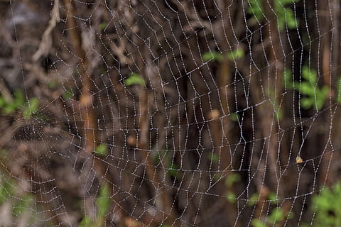 Makro, Spinnennetz, Natur, Netzwerk, Garten, Seidenfaden, Makrofoto, Hintergrund, draußen, keine Leute, Tag, Nahansicht, nass, Wasser, Schönheit in der Natur, Fokus auf den Vordergrund, Zerbrechlichkeit, Tierthemen, Vollbild, Verletzlichkeit, Tier, fallen, natürliches Muster, Muster, Regen, Komplexität, Tau, Regentropfen, Netz, 5K, CC0, gemeinfrei, lizenzfrei
