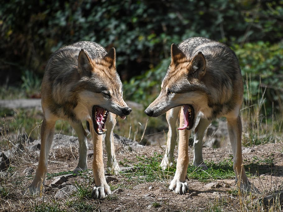 dos coiots marrons i negres, llop, muntatge, dos, depredador, animal, salvatge, temes d'animals, grup d’animals, mamífer, vertebrats, dos animals, animals a la natura, fauna animal, terra, cap gent, conflicte, naturalesa, camp, dia, ira, agressió, comportament animal, a l'aire lliure, boca oberta, cap d’animals, 4K
