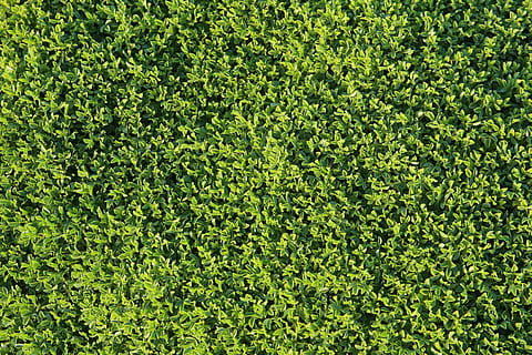 Grün, Hintergrund, Hintergründe, Struktur, abstrakt, hell, hellgrün, Natur, Blätter, Pflanze, Hintergrundbild, grüne Farbe, Vollbild, Schönheit in der Natur, Wachstum, keine Leute, Ruhe, Tag, Laub, üppiges Laub, draußen, Gras, Feld, High Angle View, Land, Sonnenlicht, Sport, Blatt, Rasen, Hecke, 4K, CC0, gemeinfrei, lizenzfrei