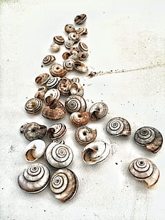 Fineart, Composition, increased, the composition, shells, snails, no people, close-up, white background, animal themes, day, outdoors, metal, large group of objects, high angle view, shell, still life, indoors, animal, bolt, animal wildlife, nut - fastener, snail, nature, equipment, gastropod, mollusk, shape, 2K, CC0, public domain, royalty free
