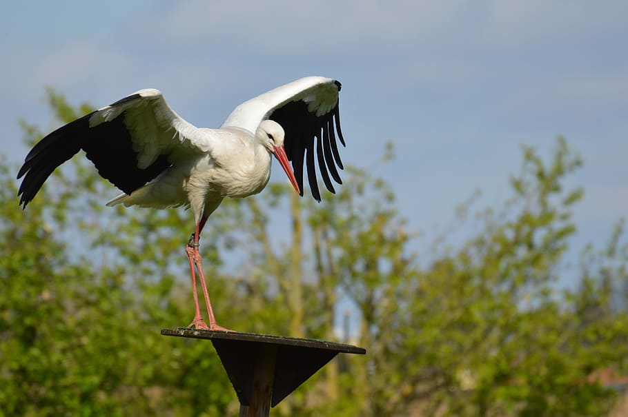 cigonya, volar, aterratge, elegant, ploma, ocell, plomatge, naturalesa, animals, factura, terra, fauna animal, temes d'animals, animal, animals a la natura, vertebrats, un animal, ales separades, dia, volant, cap gent, cigonya blanca, centrar-se en primer pla, planta, arbre, a l'aire lliure, bec, longitud completa, 5K