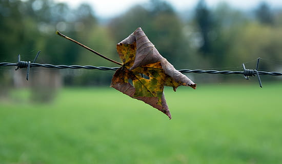 filo spinato, filo, ruotato, vicino, appuntito, cablaggio, foglia, parte vegetale, natura, autunno, concentrarsi sulle conoscenze acquisite, asciutto, nessuno, pianta, giorno, modificare, avvicinamento, all'aperto, la tranquillità, fragilità, vulnerabilità, albero, protezione, sicurezza, condizione naturale, le foglie, 4K, CC0, dominio pubblico, privo di copyright