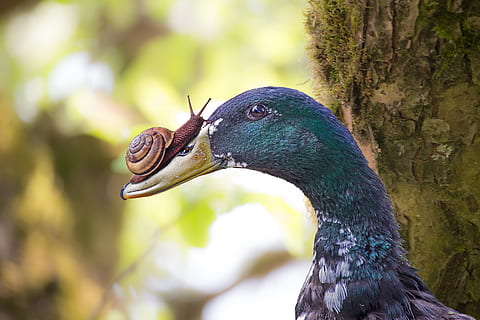rață, melc, editat, compuneți, pană, dispozitie, editarea imaginilor, factură, animal, lumea animalelor, penaj, romantic, cap, animale tematice, pasăre, animale sălbatice, un animal, animale în sălbăticie, animale vertebrate, să se concentreze asupra primelor elemente, a închide, zi, natură, cioc, partea corpului animalului, nici o persoana, copac, cap de animal, în aer liber, plantă, vizualizare profil, vedere laterală, gura animalului, ochi de animale, 5K, CC0, domeniu public, fără drepturi de autor
