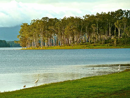 Australia, bosque, costa, lago, paisaje, escénico, línea costera, tropical, horizonte, hermoso, apuntalar, playa, árbol, planta, agua, cielo, belleza en la naturaleza, tranquilidad, escena tranquila, tierra, crecimiento, naturaleza, nube - cielo, día, hierba, paisajes - naturaleza, color verde, nadie, escena no urbana, al aire libre, 2K, CC0, dominio público, libre de derechos