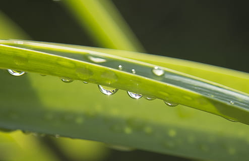 goteo, lluvia, gota de agua, hoja, Gotas de lluvia, con cuentas, macro, planta, reflexión, ligero, lichtspiel, brillo, fotografía macro, soltar, mojado, color verde, agua, nadie, de cerca, naturaleza, frescura, crecimiento, belleza en la naturaleza, parte de la planta, enfoque selectivo, brizna de hierba, día, vulnerabilidad, fragilidad, pureza, al aire libre, Rocío, temporada de lluvias, 4K, CC0, dominio público, libre de derechos