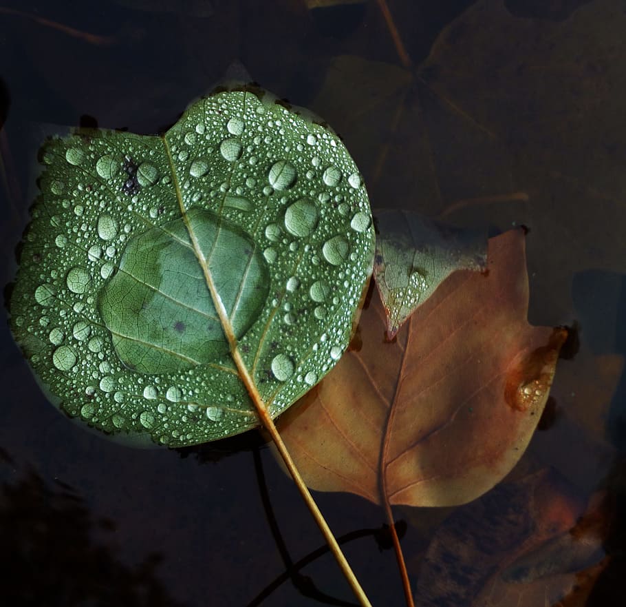 Blatt, fallen, Tropfen, Wasser, Natur, Makro, Wassertropfen, Oberfläche, Wasserstand, Pflanzenteil, Pflanze, Nahansicht, Schönheit in der Natur, Verletzlichkeit, grüne Farbe, Zerbrechlichkeit, keine Leute, nass, Wachstum, Herbst, Blätter, Blume, Blattvene, Tag, draußen, auf dem Wasser schwimmen, Veränderung, Regentropfen, Tau, Lotus Seerose, 2K