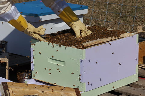 person nurturing bees, beekeeping, bees, honey, frames, nature, honeycomb, beekeeper, apiary, insect, agriculture, suit, apiarist, wooden, hive, gloves, nectar, beeswax, worker, pollen, natural, box, beehive, organic, colony, farm, apiculture, bee, invertebrate, large group of animals, group of animals, animals in the wild, animal wildlife, animal themes, animal, beauty in nature, honey bee, outdoors, plant, day, container, 1080P, CC0, public domain, royalty free