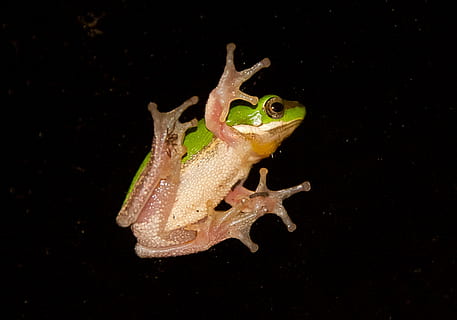 verde broasca copac, verde galben, verde, galben, minuscul, webbed picioare, fereastră, sticlă, negru, noapte, nativ, queensland, Australia, broască, amfibiu, animal, broasca de copac, natură, animale sălbatice, a închide, lingău, macro, animale și animale de companie, amfibieni, Culoarea verde, ochi de animale, un animal, animale tematice, Fundal negru, animale în sălbăticie, animale vertebrate, apă, studio shot, şopârlă, nici o persoana, Gecko, târâtoare, în interior, marin, 2K, CC0, domeniu public, fără drepturi de autor