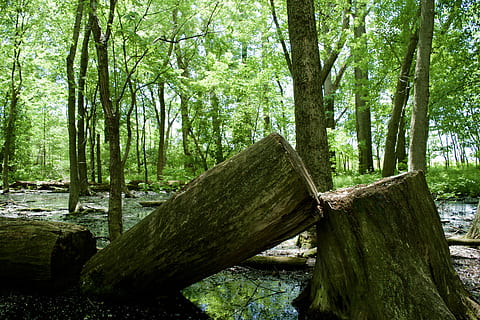 Tree, Down, Forest, Cutting, Trunk, down tree, chopped, nature, cut, wood, outdoor, tree trunk, day, wood - material, plant, land, tranquility, growth, green color, tranquil scene, beauty in nature, no people, woodland, scenics - nature, log, outdoors, bark, 5K, CC0, public domain, royalty free