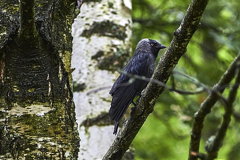 uccello, albero, taccola, alberi, natura vivente, uccelli, natura, avvicinamento, razza piumata, ramo, bellezza, fauna selvatica, temi animali, animale, animali allo stato selvatico, un animale, pianta, tronco, tronco d'albero, appollaiati, vertebrato, nessuno, giorno, colore nero, all'aperto, messa a fuoco selettiva, concentrarsi sulle conoscenze acquisite, foresta pluviale, 2K, CC0, dominio pubblico, privo di copyright