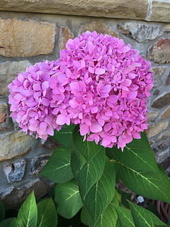 hydrangea, flower, fall, flowering plant, leaf, plant part, plant, beauty in nature, vulnerability, fragility, freshness, petal, growth, close-up, nature, inflorescence, day, flower head, pink color, no people, outdoors, purple, lilac, bunch of flowers, 4K, CC0, public domain, royalty free