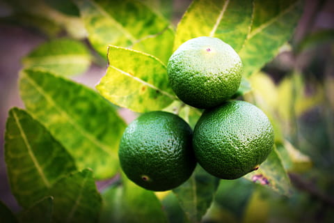 Citron, skive, grøn, hel, hvid, blad, citrus, frugt, tæt på, isolerede, moden, løv, ingen, tropisk, studie, fuld, halvt, afsnit, skære, plante, baggrund, afdeling, natur, mad, rå, mad og drikke, sund kost, friskhed, grøn farve, plante del, vækst, ingen mennesker, velvære, landbrug, træ, udendørs, dag, fokus på forgrunden, organisk, umodne, 2K, CC0, offentligt domæne, royaltyfrie