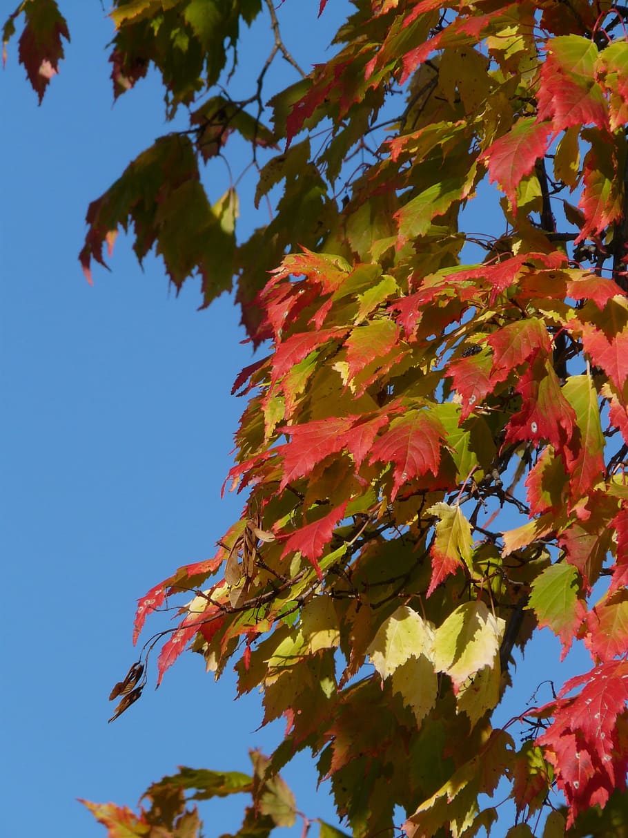 maple, acer platanoides, Maple, Acer Platanoides, needle leaf maple, deciduous tree, golden autumn, golden october, autumn, october, forest, leaves, golden, bright, sun, back light, colorful, color, tree, branch, autumn forest, fall foliage, leaf, nature, outdoors, season, yellow, multi Colored, sky, red, colors, color Image, vibrant Color, plant, beauty In Nature, maple Tree, change, maple leaf, low angle view, plant part, growth, day, no people, orange color, close-up, natural condition, 2K