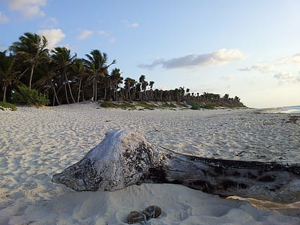 plajă, Tulum, palmele, nisip, cer, zori de zi, calm, solo, natură, nori, mare, ocean, orizont, trompă, Costa, soare, apă, peisaje, copac, frumusețe în natură, palmier, teren, scenice - natura, nor - cer, liniște, plantă, o scenă liniștită, climat tropical, nici o persoana, zi, scenă non-urbană, idilic, în aer liber, palmier de cocos, 2K, CC0, domeniu public, fără drepturi de autor