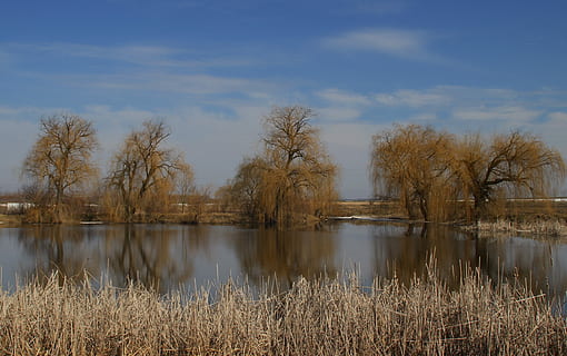 vrba, odraz, voda, krajina, žlutá, nebe, rostlina, jezero, klid, strom, krása v přírodě, mrak - nebe, nikdo, Příroda, scenics - příroda, klidné scény, den, tráva, venku, mimoměstské scény, růst, holý strom, 4K, CC0, veřejná doména, bez autorských práv