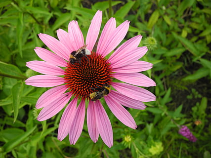 Sonnenhut, Hummeln, Bienen, Bestäubung, Nektar, blühende Pflanze, Blume, Zerbrechlichkeit, Tiere in freier Wildbahn, Blütenblatt, Blütenkopf, Wachstum, Frische, Verletzlichkeit, Insekt, Schönheit in der Natur, Pflanze, wirbellos, Tierwelt, Tierthemen, ein Tier, Blütenstand, Tier, Nahansicht, Pollen, pinke Farbe, Hummel, keine Leute, lila, 2K, CC0, gemeinfrei, lizenzfrei