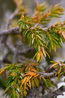 leafs, 소나무, 숲, 녹색, 산 식물, 채색, 아무도, 전경 초점, 닫다, 일, 식물, 성장, 나무, 자연, 선택적 포커스, 자연의 아름다움, 식물 부분, 잎, 분기, 옥외, 선도, 평온, 음식과 음료, 식품, 바늘 식물 부분, 침엽수, 2K, CC0, 공개 도메인, 로열티 무료