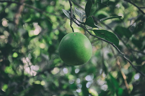 pyöristää, vihreä, kypsä, hedelmä, raakile, lime, sitrushedelmien, puun lehti, haara, ruoka ja juoma, terveellinen ruokavalio, puu, ruoka, tuoreus, kasvi, vihreä väri, kasvu, kasvi-osa, hedelmäpuu, lähikuva, keskittyä etualalle, päivä, luonto, ei ihmisiä, hyvinvointi, ulkona, kypsymätön, 4K, CC0, public domain, rojaltivapaa