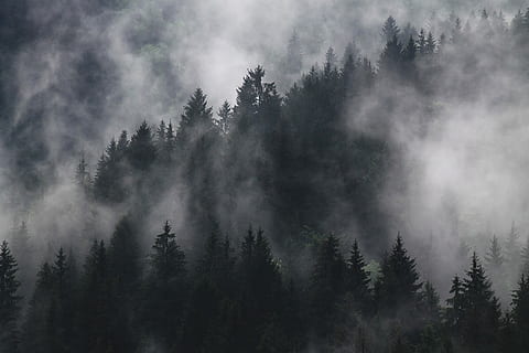 træer, dækket, tyk, røg, Skov, tåge, træ, natur, Sky, sort og hvid, tåget, mørk skov, blød, skønhed, naturlig, nat, plante, jord, fyrretræ, skønhed i naturen, scenics - natur, fyrreskov, ingen mennesker, nåletræ, ro, miljø, himmel, Pinaceae, ikke-urbane scene, rolig scene, udendørs, eviggrønne træ, 4K, CC0, offentligt domæne, royaltyfrie