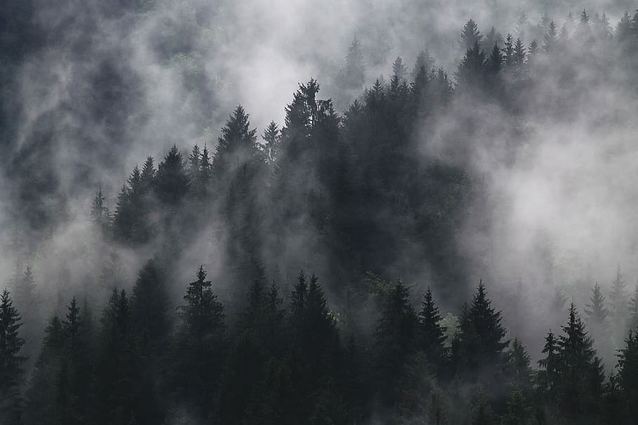 træer, dækket, tyk, røg, Skov, tåge, træ, natur, Sky, sort og hvid, tåget, mørk skov, blød, skønhed, naturlig, nat, plante, jord, fyrretræ, skønhed i naturen, scenics - natur, fyrreskov, ingen mennesker, nåletræ, ro, miljø, himmel, Pinaceae, ikke-urbane scene, rolig scene, udendørs, eviggrønne træ, 4K