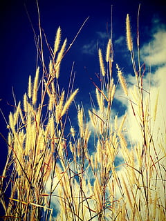 field, filter, flora, flower, foliage, garden, images, landscape, low, meadow, meditative, natue, peaceful, plants, point, pov, season, serene, shallow, tranquil, view, wild, plant, growth, sky, nature, beauty in nature, no people, cereal plant, tranquility, blue, agriculture, land, crop, close-up, cloud - sky, low angle view, day, sunlight, grass, outdoors, timothy grass, 2K, CC0, public domain, royalty free