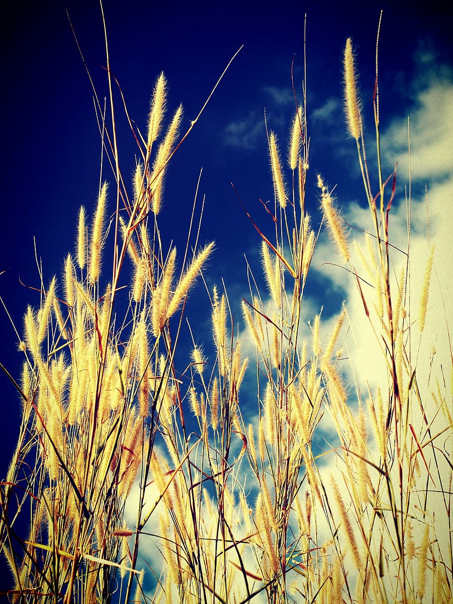camp, filtrar, flora, flor, fullatge, jardí, imatges, paisatge, baix, prat, meditativa, natue, pacífica, plantes, punt, Pov, temporada, serè, poc profund, tranquil, vista, salvatge, planta, creixement, cel, naturalesa, bellesa a la natura, cap gent, planta de cereals, tranquil·litat, blau, agricultura, terra, cultiu, primer pla, núvol - cel, vista d’angle baix, dia, llum solar, herba, a l'aire lliure, herba de Timoteu, 2K