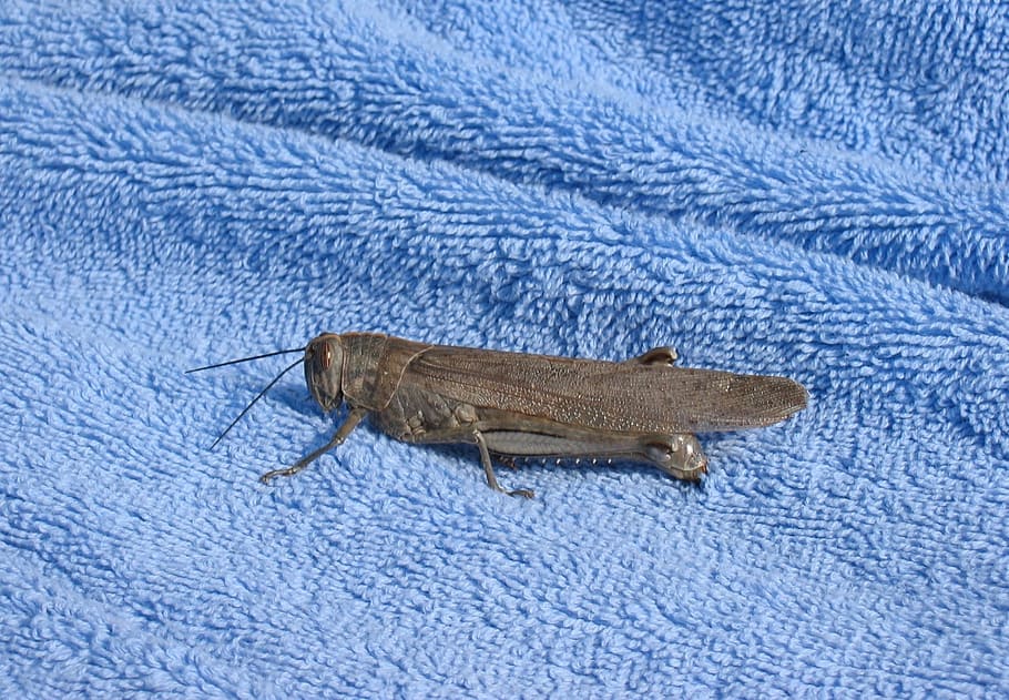 Llagosta, insecte, error, volar, antena, naturalesa, vida salvatge, blau, cap gent, primer pla, dia, temes d'animals, animal, un animal, fauna animal, animals a la natura, invertebrat, vista d’angle alt, tèxtil, part del cos dels animals, a l'aire lliure, longitud completa, vertebrats, zoologia, marí, 1080P