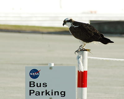 osprey, perched, pole, predator, bird, nature, wildlife, raptor, pandion, wild, outdoor, animal themes, animal, vertebrate, text, animal wildlife, animals in the wild, one animal, western script, communication, perching, focus on foreground, day, sign, no people, outdoors, close-up, water, seagull, wooden post, 2K, CC0, public domain, royalty free