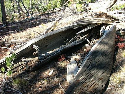 bûche, arbre, creux, bois, arbre, creux, la nature, journée, eau, personne, en plein air, terre, plante, forêt, bois - matériau, lumière du soleil, tronc d'arbre, tronc, champ, tranquillité, chute, vue grand angle, arbre tombé, des bois, 2K, CC0, domaine public, libre de droits