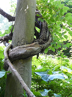 natur, træ, log, Skov, samhørighed, lund, slyngplanter, grønt træ, sammenflettet, sommer, træstamme, afdeling, udendørs, blad, grøn farve, plante, dag, bagagerum, plante del, vækst, ingen mennesker, dyr i naturen, træ - materiale, dyreliv, ro, skønhed i naturen, sollys, dyre temaer, bark, 2K, CC0, offentligt domæne, royaltyfrie