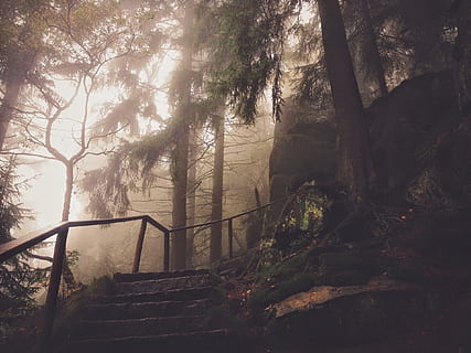 grigio, calcestruzzo, le scale, circondato, nebbie, alberi di pino, passaggi, alberi, foresta, boschi, escursioni a piedi, natura, rocce, albero, pianta, la tranquillità, terra, bellezza nella natura, nessuno, scena tranquilla, tronco, giorno, ringhiera, tronco d'albero, scenics - natura, scala, nebbia, all'aperto, crescita, scena non urbana, architettura, bosco, 1080P, CC0, dominio pubblico, privo di copyright