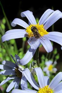 bunga aster, biru, terbang, serangga, bunga, tanaman berbunga, kerapuhan, kerentanan, daun bunga, menanam, kesegaran, keindahan di alam, invertebrata, kepala bunga, tema binatang, pertumbuhan, hewan, binatang di alam liar, satu binatang, merapatkan, satwa liar hewan, hal berkembang, lebah, serbuk sari, tidak ada orang, penyerbukan, ungu, 4K, CC0, domain publik, bebas royalti