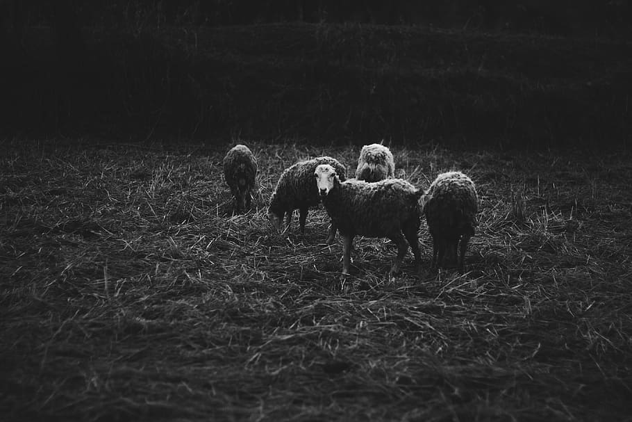fem, får, græsfelt, gråtonebilleder, sheeps, Mark, flok, uld, gård, græs, metafor, rejse, sort og hvid, Land, sø, pattedyr, dyr, dyre temaer, jord, husdyr, hvirveldyr, gruppe af dyr, indenlandske, plante, kæledyr, natur, ingen mennesker, dyreliv, dag, planteædende, græsning, udendørs, dyre familie, 4K