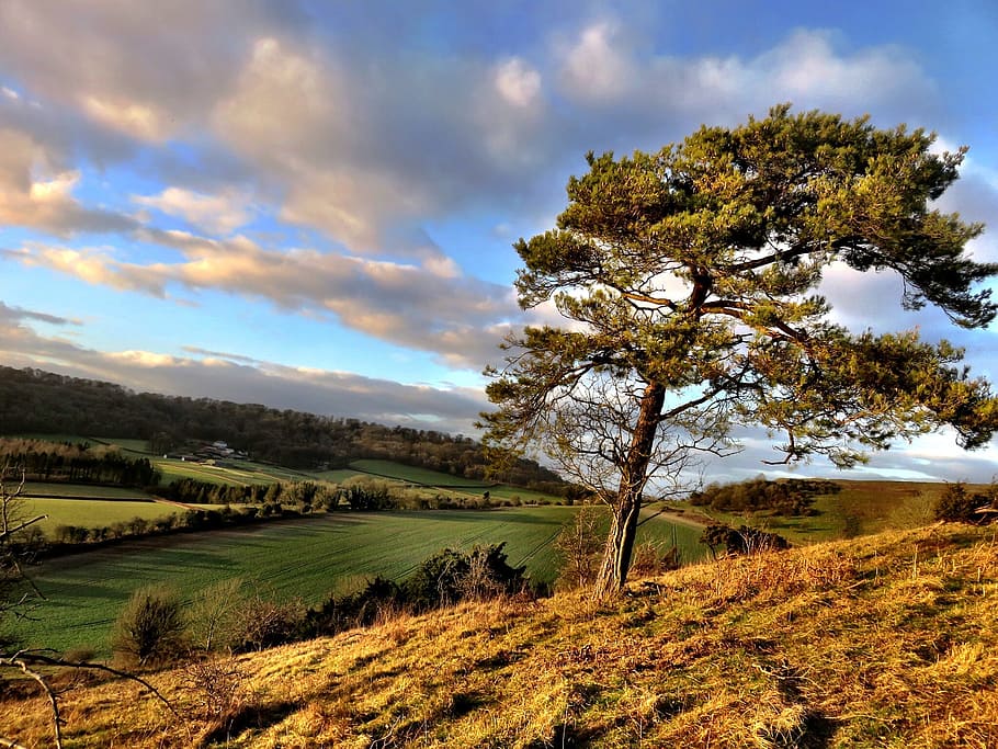 Foto, grøn, bladede, træ, dagtimerne, landskab, skyer, Land, miljø, gård, Mark, silhuet, lade, vind, vindmølle, sommer, traditionel, rejse, årgang, natur, plante, sky - himmel, himmel, skønhed i naturen, rolig scene, scenics - natur, ro, jord, vækst, ikke-urbane scene, ingen mennesker, græs, idyllisk, udendørs, dag, nåletræ, 1080P