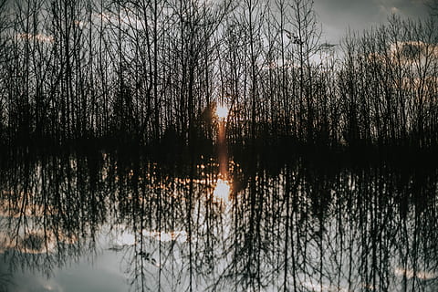 legeme, vand, reflekterende, skov træer, silhuet af træer, afspejling, Skov, træ, sol, gul, hvid, blå, sort, silhuet, uden for, natur, Sky, himmel, lys, dobbelt eksponering, ro, plante, bare træ, skønhed i naturen, ingen mennesker, rolig scene, sø, scenics - natur, havnefronten, ikke-urbane scene, udendørs, solnedgang, vækst, 5K, CC0, offentligt domæne, royaltyfrie