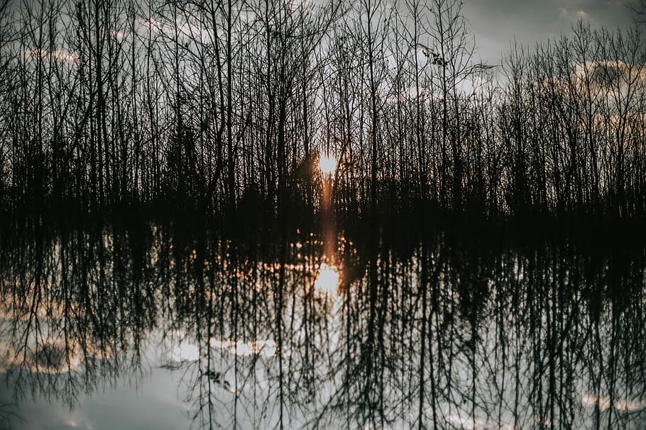legeme, vand, reflekterende, skov træer, silhuet af træer, afspejling, Skov, træ, sol, gul, hvid, blå, sort, silhuet, uden for, natur, Sky, himmel, lys, dobbelt eksponering, ro, plante, bare træ, skønhed i naturen, ingen mennesker, rolig scene, sø, scenics - natur, havnefronten, ikke-urbane scene, udendørs, solnedgang, vækst, 5K
