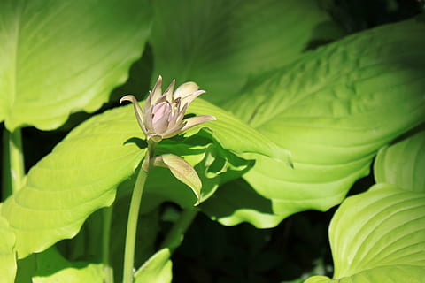 hosta, květ, jaro, velký, zelená, růžový, krajina, rostlina, zastavit, zahrada, Příroda, list, detail, zelená barva, rostlinné části, jednoho zvířete, zvířat, zvíře, růst, zvířata ve volné přírodě, kvetoucí rostlina, krása v přírodě, hmyz, bezobratlý, den, nikdo, zaměřit se na popředí, venku, květu hlavy, listy, 4K, CC0, veřejná doména, bez autorských práv