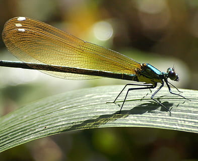 lama, erba, damselfly, filo d'erba, insetto, libellula, volante, fotografie, dominio pubblico, natura, animale, avvicinamento, ala animale, macro, estate, all'aperto, bellezza nella natura, fauna selvatica, temi animali, un animale, invertebrato, animali allo stato selvatico, parte vegetale, foglia, concentrarsi sulle conoscenze acquisite, pianta, nessuno, giorno, messa a fuoco selettiva, 4K, CC0, dominio pubblico, privo di copyright