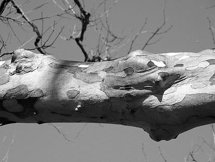 strom, končetina, větev, textura, zvíře, kůže, snakeskin, odraz, část lidského těla, voda, detail, venku, den, Příroda, nikdo, slunečního světla, zaměřit se na popředí, zastoupení zvířat, rostlinné části, list, zastoupení, zvířat, suchý, Dějiny, holý strom, 2K, CC0, veřejná doména, bez autorských práv