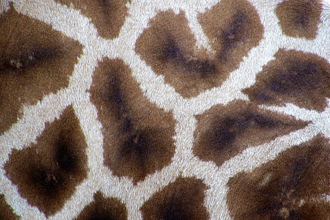modelo, textura, piel, alfombra, jirafa, antecedentes, fotograma completo, nadie, de cerca, temas de animales, animal, el color blanco, mamífero, marrón, parte del cuerpo del animal, fauna animal, un animal, Arte y artesanía, arte, al aire libre, texturizado, textil, creatividad, 8K, CC0, dominio público, libre de derechos