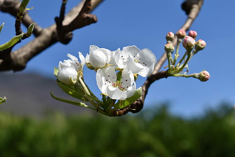 malgrat això, flor, pero, primavera, peres nashi, pera de poma, peres, florir, blanc, espontània, jardí, naturalesa, flors, planta, planta amb flors, creixement, fragilitat, bellesa a la natura, frescor, branca, arbre, vulnerabilitat, Color blanc, primer pla, dia, cap gent, pètal, arbre fruiter, cap de flor, a l'aire lliure, pol·len, 4K, CC0, domini públic, lliure de regalies