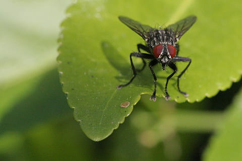 fly, sheet, wings, insect, invertebrate, animals in the wild, one animal, animal, animal themes, animal wildlife, plant part, leaf, green color, close-up, growth, plant, focus on foreground, nature, no people, day, beauty in nature, outdoors, selective focus, animal wing, 2K, CC0, public domain, royalty free